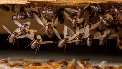 Images of Termites with Wings