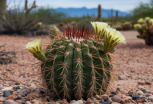 Plants in the Desert